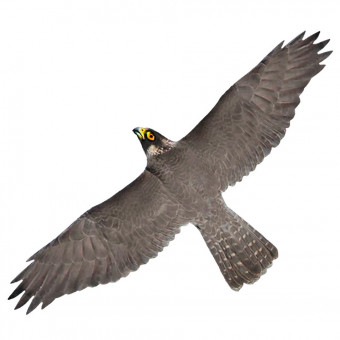 Визуальный отпугиватель птиц Хищник 1